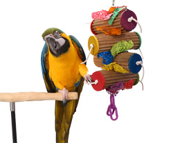 Blue and Gold Macaw playing with Shreddy Rolls Large