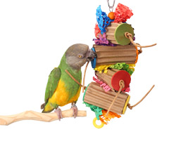 Senegal Parrot playing with Shreddy Rolls Small Parrot Toy