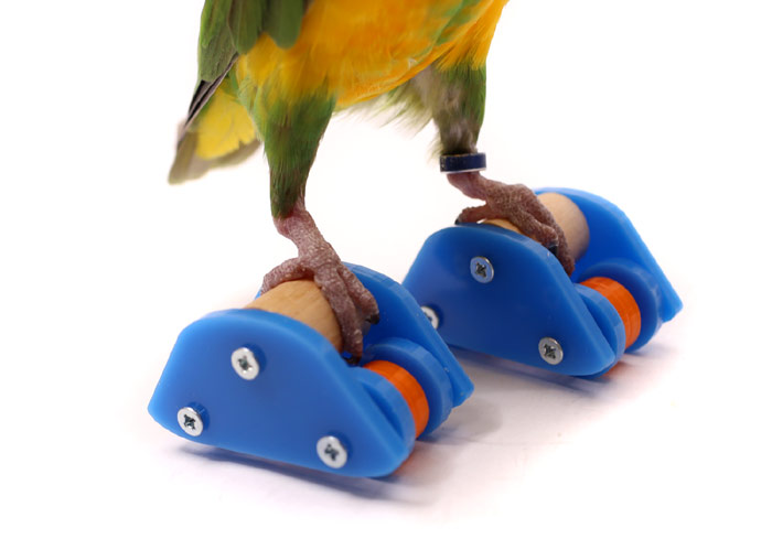 Birdie Skates Close Up