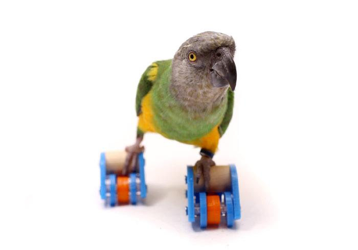 Parrot Wizard Bird Skates Roller Skates For Parrots And Parakeets