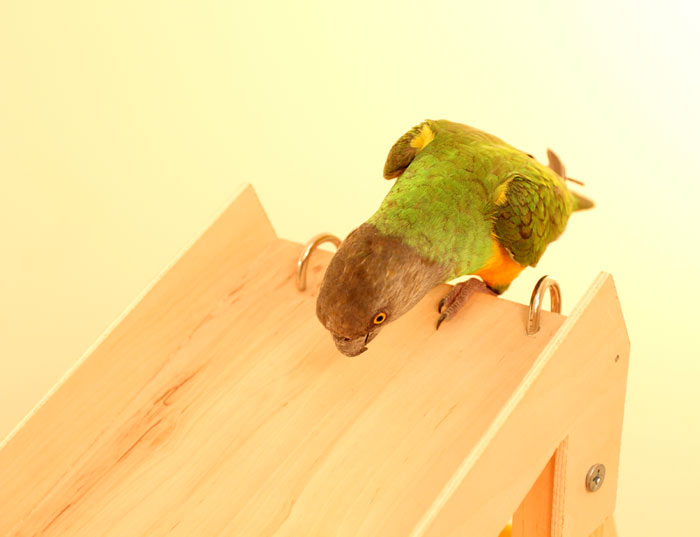 Senegal Parrot Slide