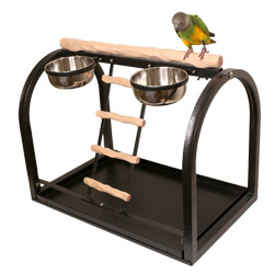Senegal Parrot on Tabletop NU Perch Small Parrot Playstand Black
