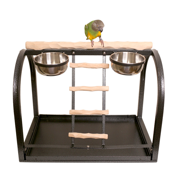 Senegal Parrot on Tabletop NU Perch Small Parrot Playstand Black