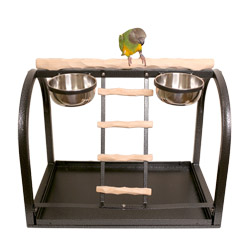 Senegal Parrot on Tabletop NU Perch Small Parrot Playstand Black