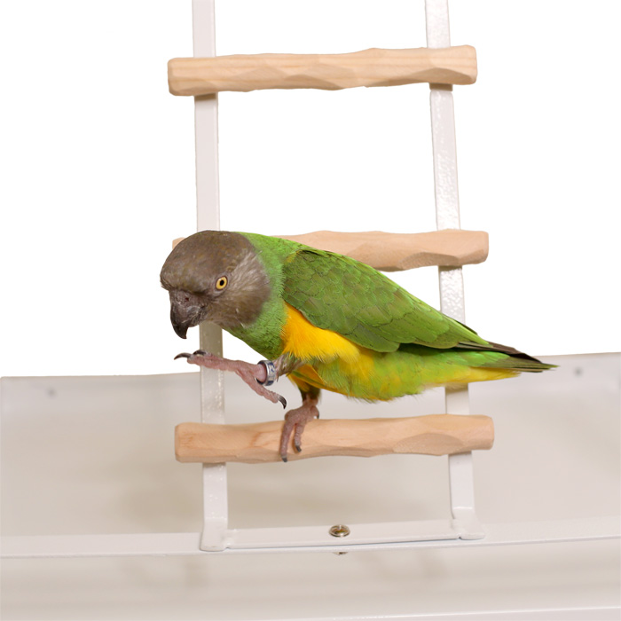 Senegal Parrot on Ladder of Tabletop NU Perch Small Parrot Playstand White