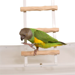 Senegal Parrot on Ladder of Tabletop NU Perch Small Parrot Playstand White
