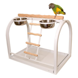Senegal Parrot on Tabletop NU Perch Small Parrot Playstand White