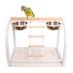 Senegal Parrot on Tabletop NU Perch Small Parrot Playstand White