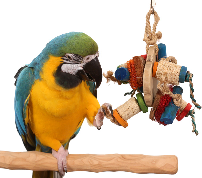 Blue and Gold Macaw playing with Smorgasbord Parrot Toy