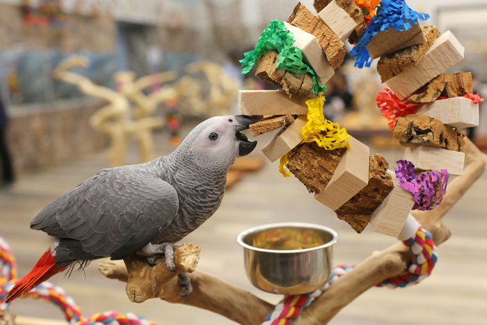 African Grey chewing cork on Softwood Wreath Parrot Toy