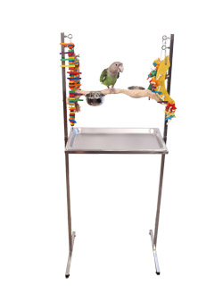 Cape Parrot on Medium Stainless Steel Parrot Play Stand