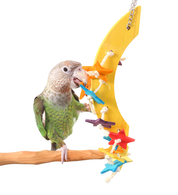 Cape Parrot eagerly playing with Starry Night Wooden Parrot Toy