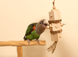 Woodland Parrot Summertime Medium Parrot Toy with Cape Parrot