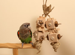 Woodland Parrot Summertime Joy Toy with Cape Parrot