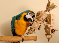 Macaw playing with Woodland Parrot Toy