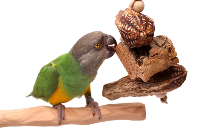 Senegal Parrot woth Woodland Parrot Fruit Tree Toy