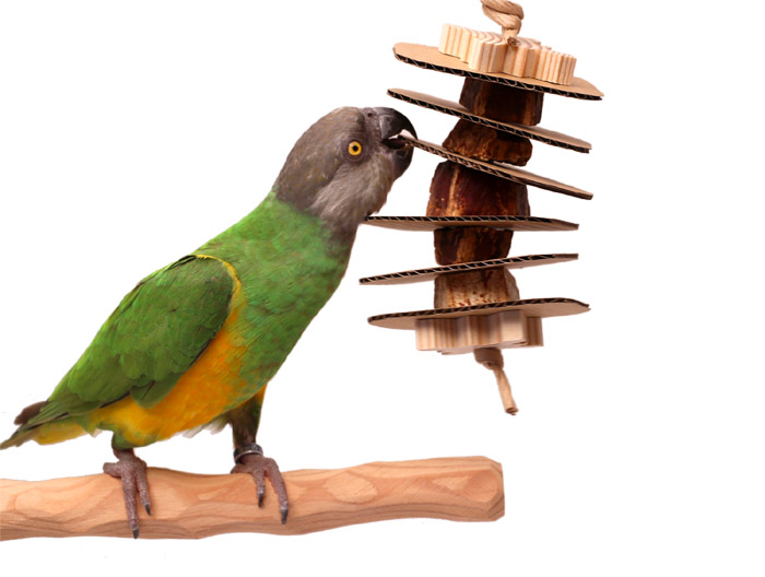 Senegal Parrot woth Woodland Parrot Short Stack Toy