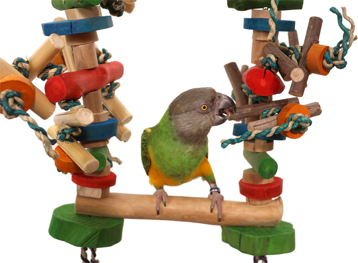 Senegal Parrot playing on Small Swing N Play