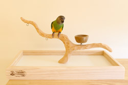 Senegal Parrot on Deluxe Tabletop Perfect Tree