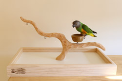 Senegal Parrot on Deluxe Tabletop Perfect Tree