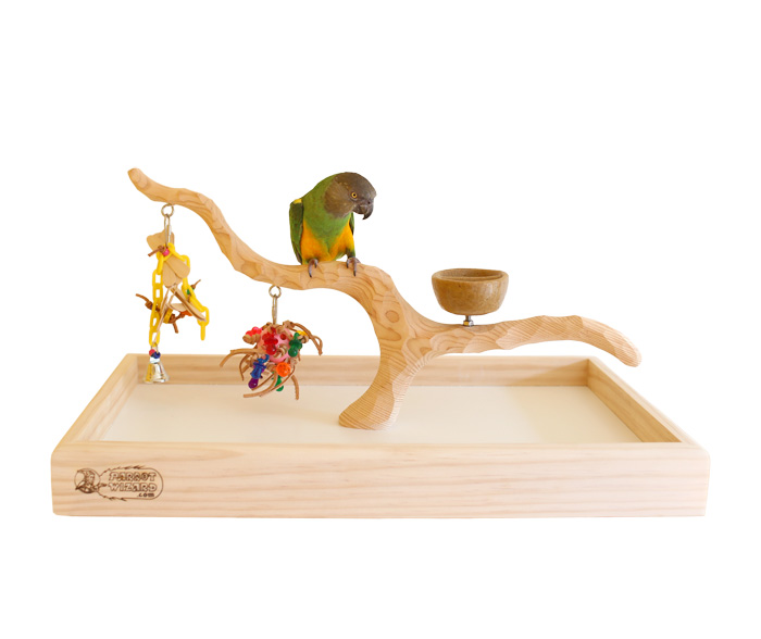 Senegal Parrot on Deluxe Tabletop Perfect Tree