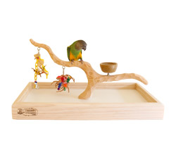 Senegal Parrot on Deluxe Tabletop Perfect Tree