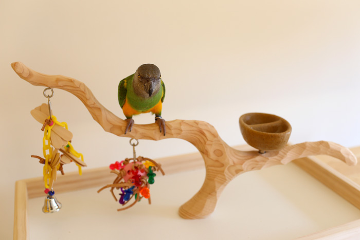 Senegal Parrot on Deluxe Tabletop Perfect Tree