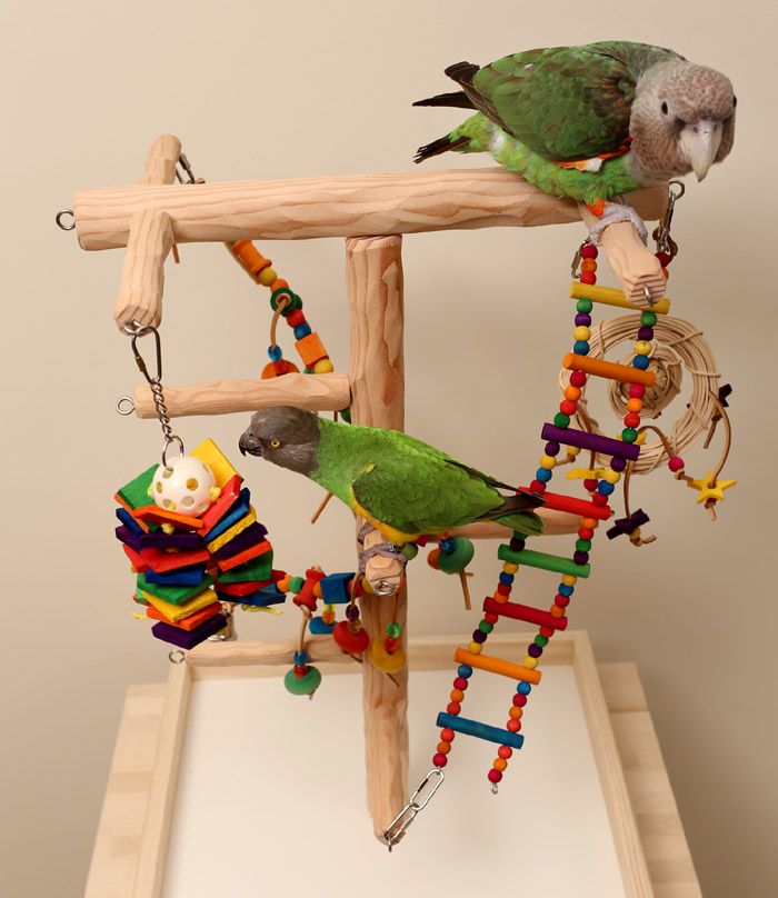 Parrots on Tabletop Parrot Climbing Tree