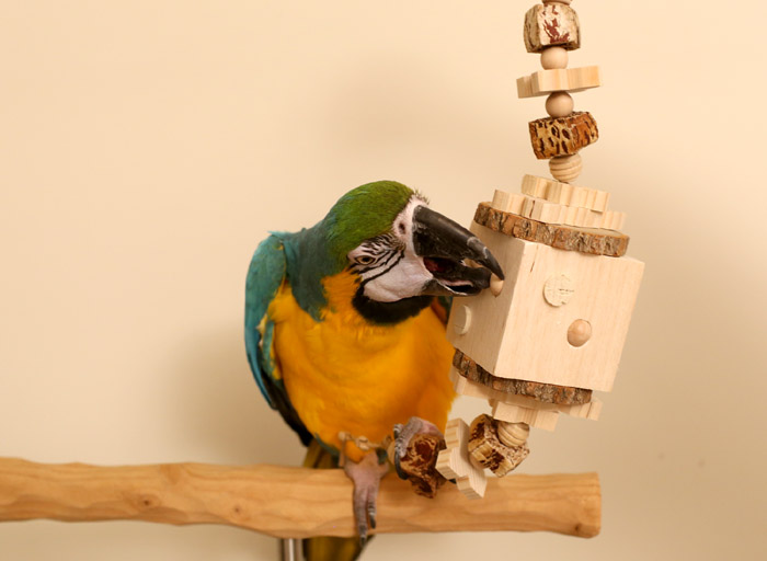 Woodland Parrot Timberland Parrot Toy with Blue and Gold Macaw