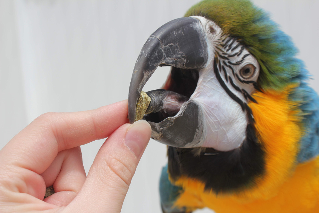 Blue and Gold Macaw eating TOPs Organic Pellet