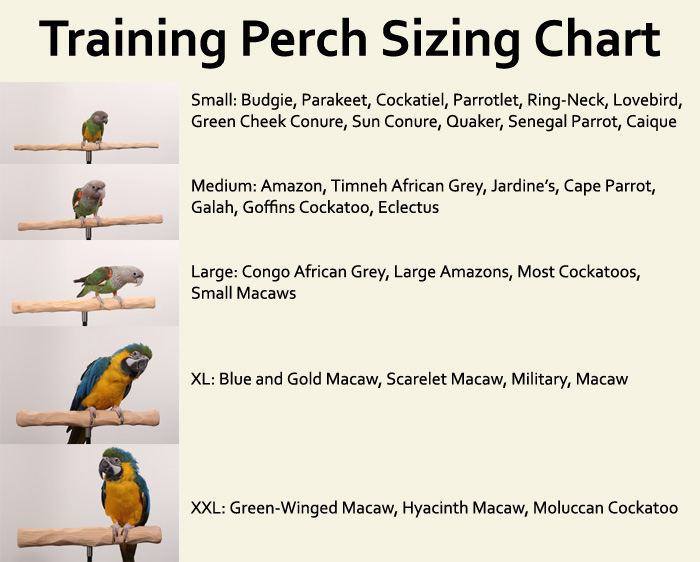 parrot-training-perch-stands