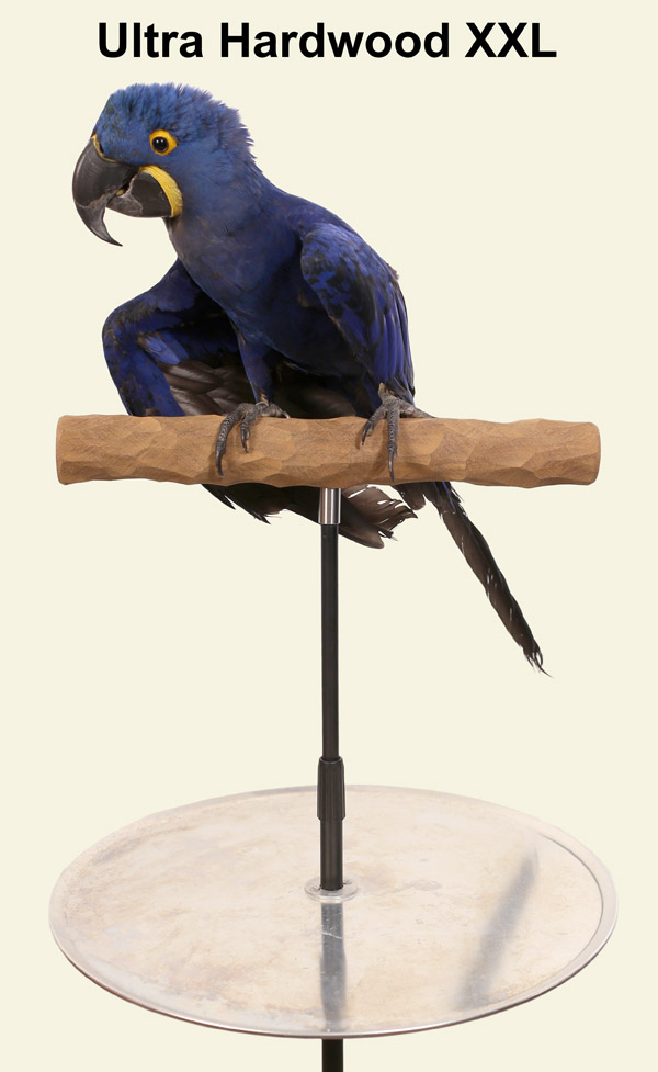 Hyacinth Macaw on Parrot Training Perch Ultra Hardwood XXL