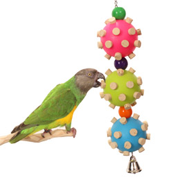 Senegal Parrot playing with Triple Cork Orb Small Parrot Toy