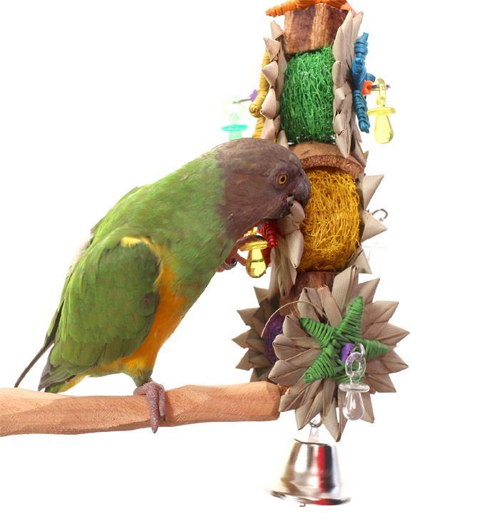 Senegal Parrot playing with Tropical Corsage Medium Parrot Toy