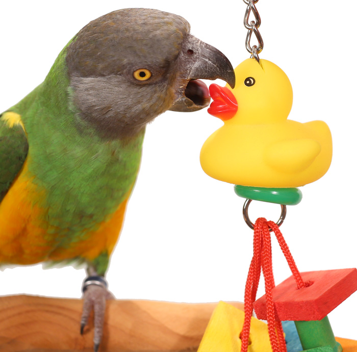 Senegal Parrot chewing Tropical Duck Toy