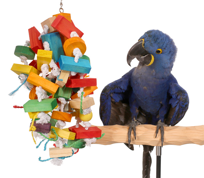 Hyacinth Macaw with Tropical Jubilee Large Parrot Toy
