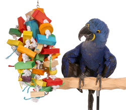 Hyacinth Macaw with Tropical Jubilee Large Parrot Toy