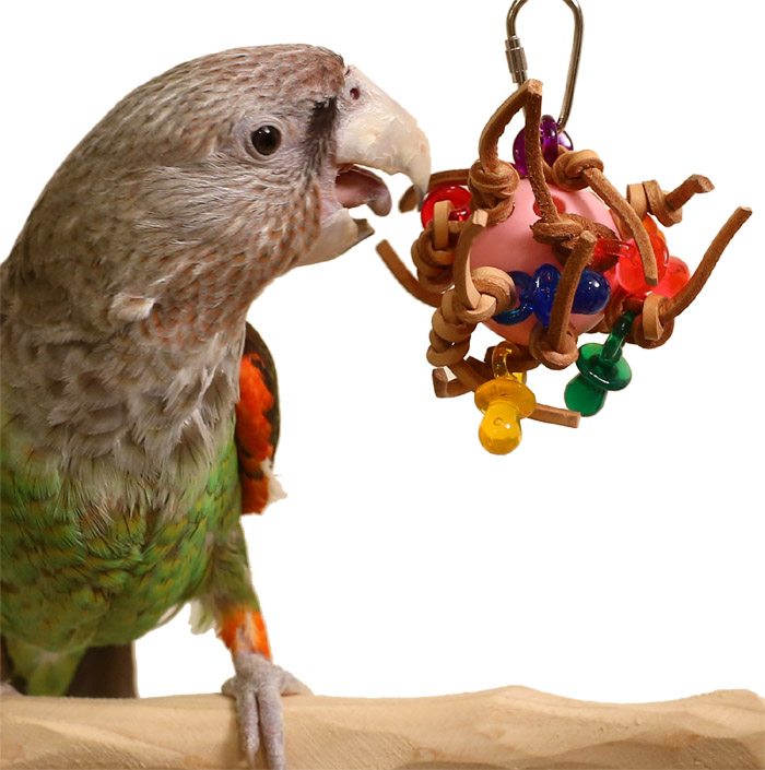 Cape Parrot with Tropical Mist Toy