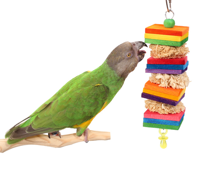 Senegal Parrot playing with Tropical Poms Small Parrot Toy