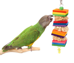 Senegal Parrot playing with Tropical Poms Small Parrot Toy