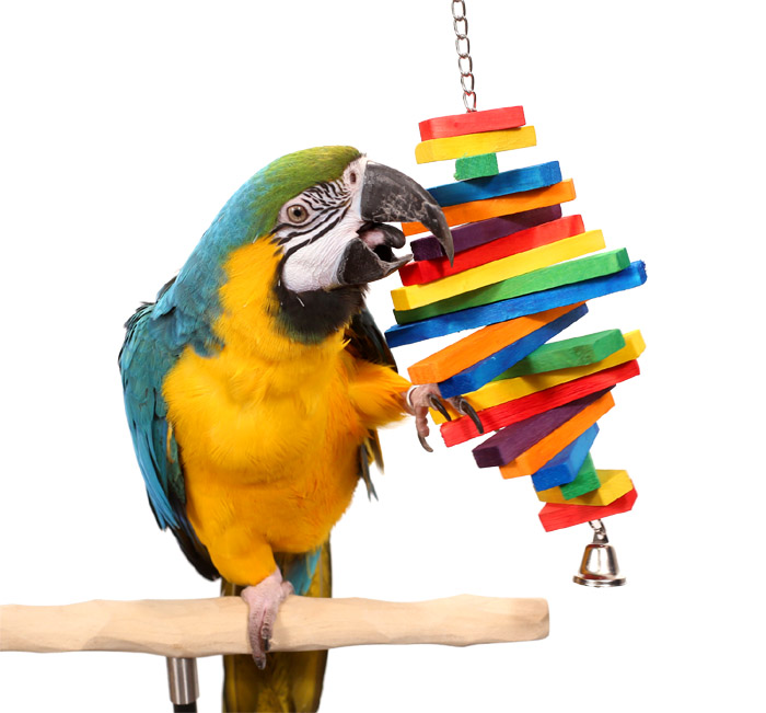 Macaw playing with Tropical Rainbow toy