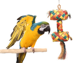 Blue and Gold Macaw with Tropical Shredder Large Parrot Toy