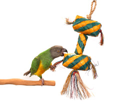 Senegal Parrot shredding Tropical Shredder Small Toy