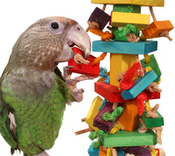 Cape Parrot playing with Tropical Stack Medium Parrot Toy