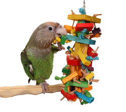 Cape Parrot playing with Tropical Stack Medium Parrot Toy