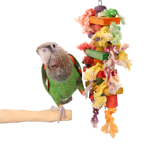 Cape Parrot playing with Tropical Steps Medium Parrot Toy
