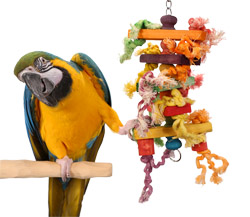 Blue and Gold Macaw playing with Tropical Steps Medium Parrot Toy