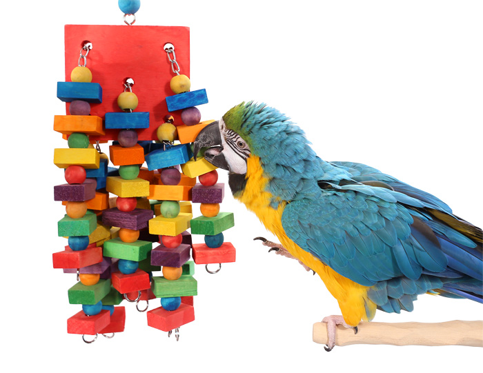 Blue and Gold Macaw Chewing Tropical Torrent Large Parrot Toy