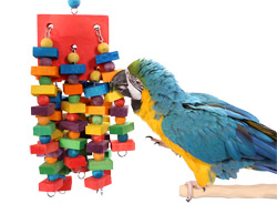 Blue and Gold Macaw Chewing Tropical Torrent Large Parrot Toy