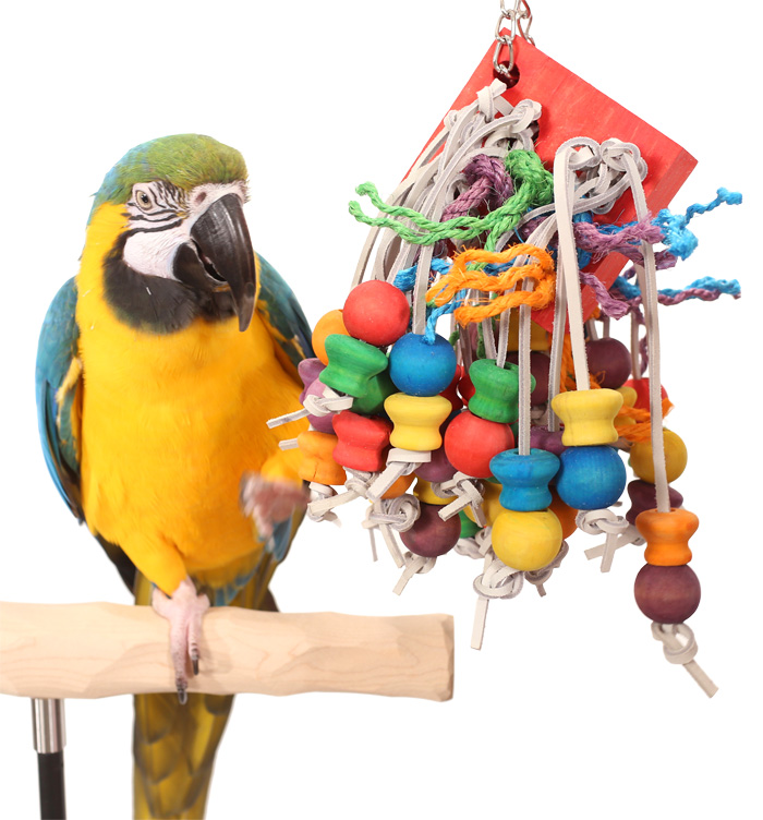 Blue and Gold Macaw playing with Tropical Willow Large Parrot Toy